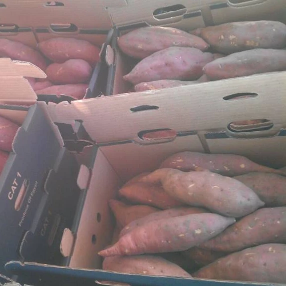 A1 Assorted Quality Exclusive Fresh SWEET POTATOES available for export at a Cheaper Price