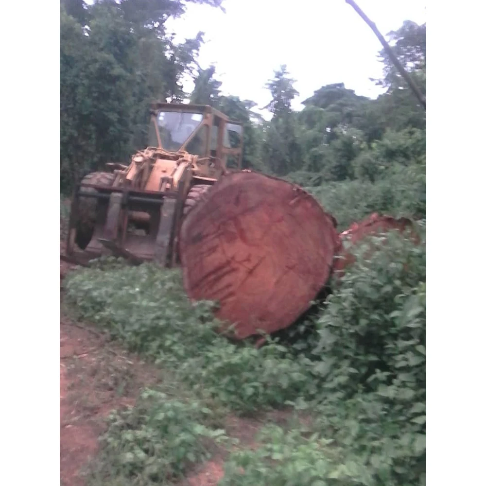 Senya Timber Logs High Quality Senya Wood Hard Teak Round Wood Log