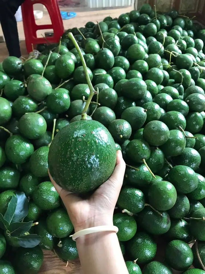 Avocad Стенд 7/свежего Хасс авокадо от GIA NGUYEN компании