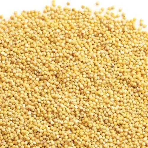 Yellow Millets Crop
