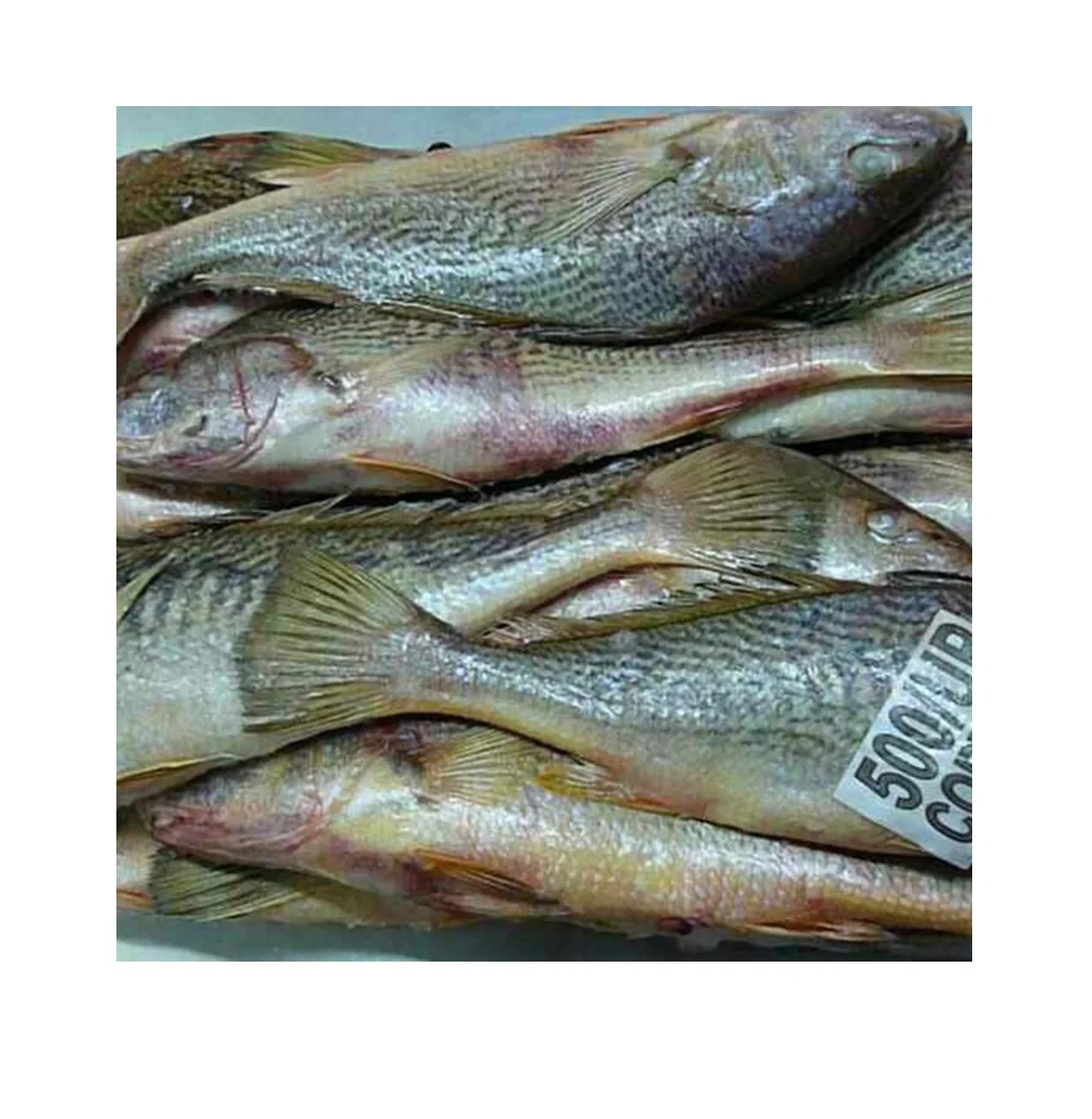 Wholesale Seafood Supplier Frozen Croaker For Sale In Cheap Price