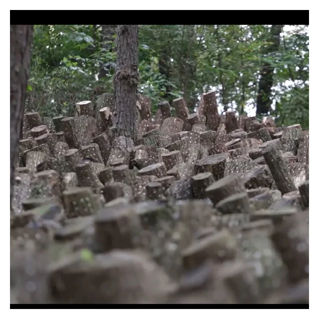 
Korean authentic crop Harvest Farm Mushroom white flower dongko 