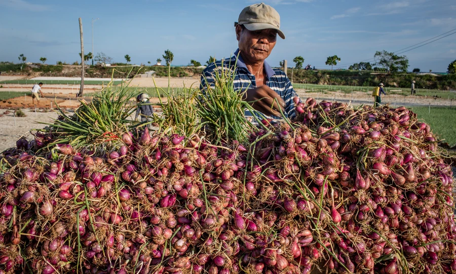 Свежий лук из Вьетнама для экспорта по конкурентоспособной цене и высококачественный авокадо готов к отправке рынков ЕС Азии США
