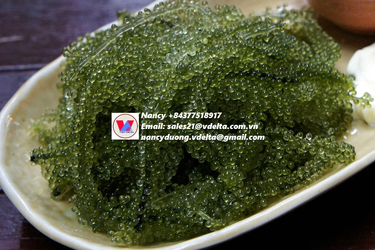 
BEST SELLER LATOK SEA GRAPES/CAULERPA LENTILLIFERA/BADAPODO Ms.Lucy +84 929 397 651 