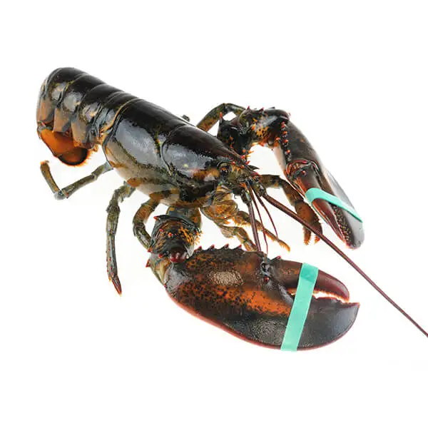 lobster207.jpg