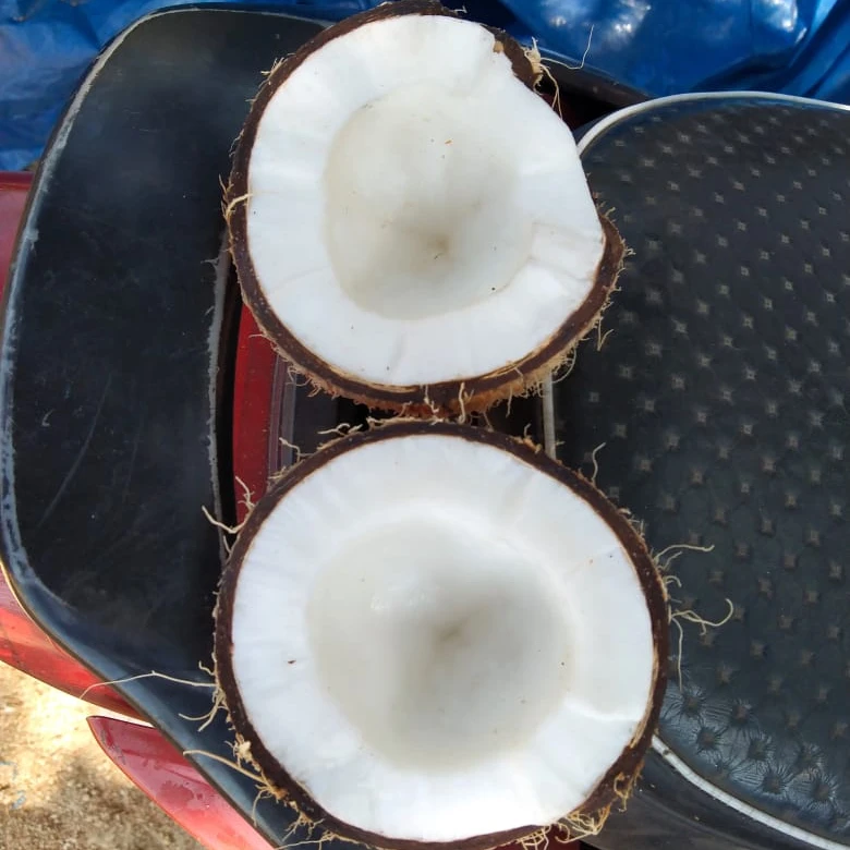 Coconut Large Manufacture Exporter of Coconut 100% Natural  Used Food Oil  More Milk Extraction Packaging  Customised logo