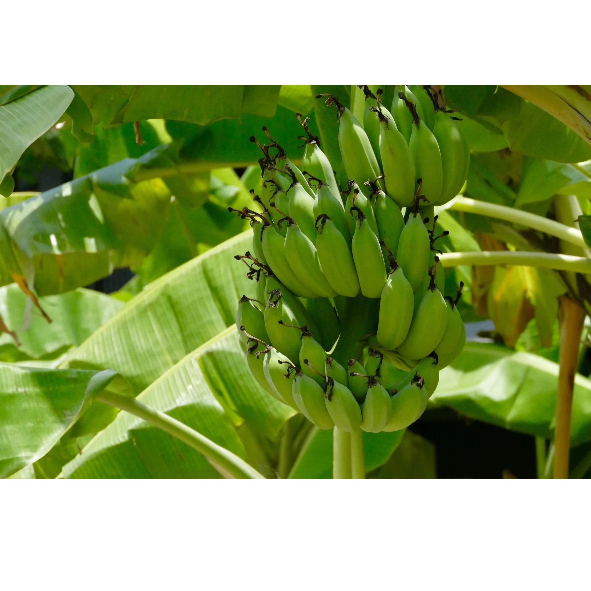 
Recommended High Quality with GlobalGap Certification Green Cavendish Banana Exported by Vietnam 