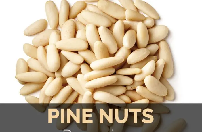 Wholesale Best Quality Pine Nuts For Sale In Cheap Price