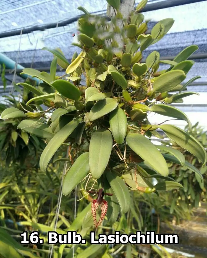 
Bulb. Lasiochilum 