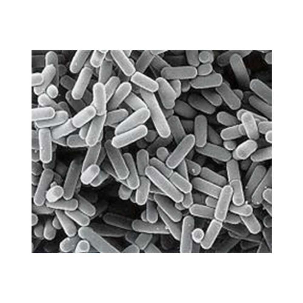 Рыночная цена, пробиотики оптом, пробиотики Lactobacillus Brevis-Zealmax Biopharma