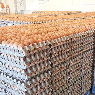 Оптовая продажа свежих куриных яиц на ферме