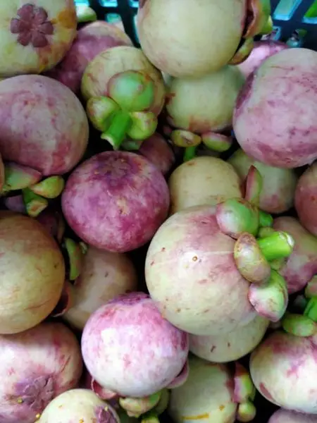 Direct to Farmer High Quality from Thailand Sweet Taste Natural Tropical Fresh Mangosteen