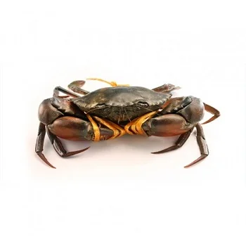 Краб свежие замороженные и живые грязевые крабы красные королевские мягкие Голубой краб