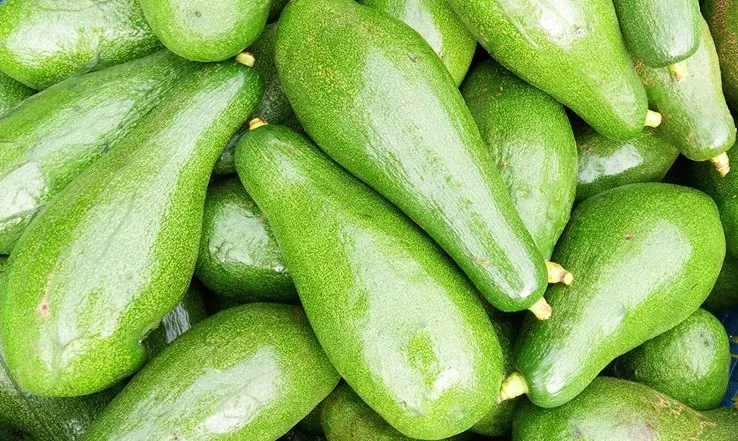 Свежий авокадо из Германии для