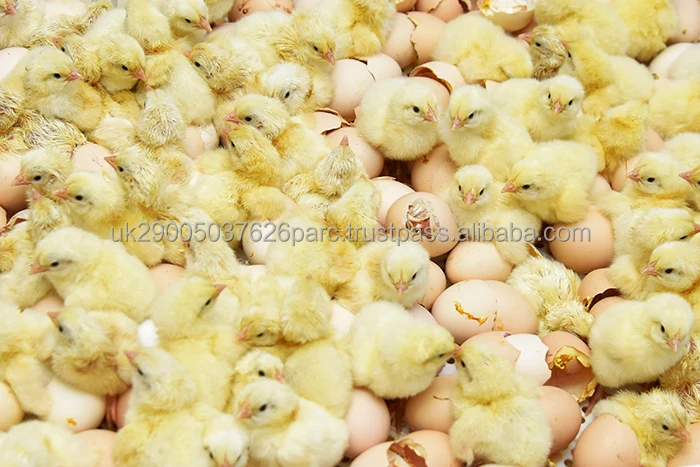 Hatching Broiler Chicken Eggs