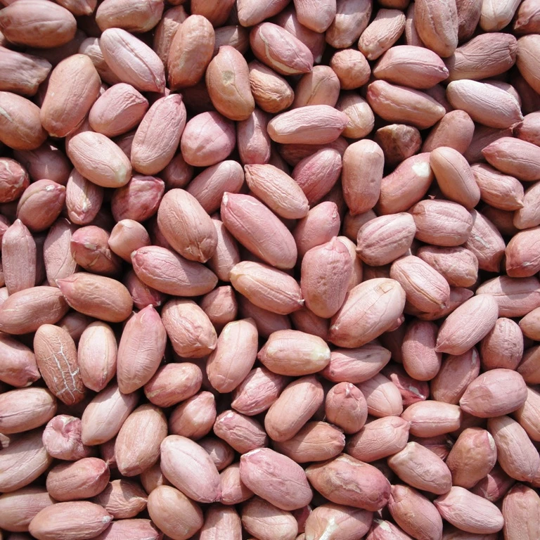 Raw Peanut, Groundnuts Peanut in Shell White and Red