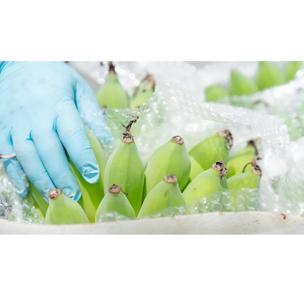 
Top Quality Sweet Organic Fresh Green Cavendish Banana for Global Market from Vietnam 