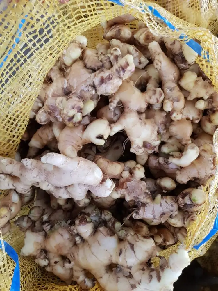 2020 NEW FRESH GINGER FROM VIETNAM