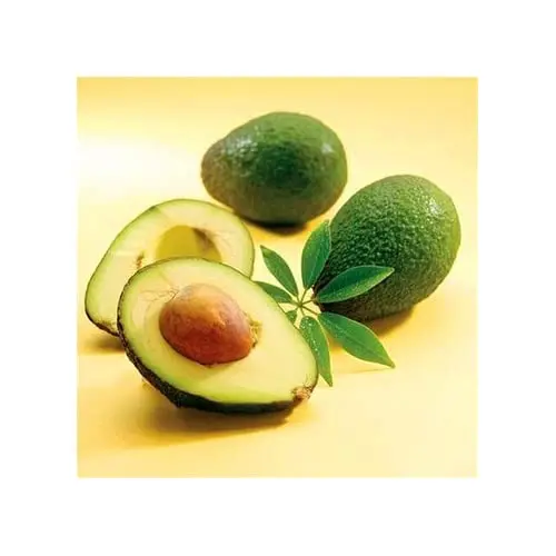 
FRESH AVOCADO with HIGH QUALITY and BEST PRICE 2021 