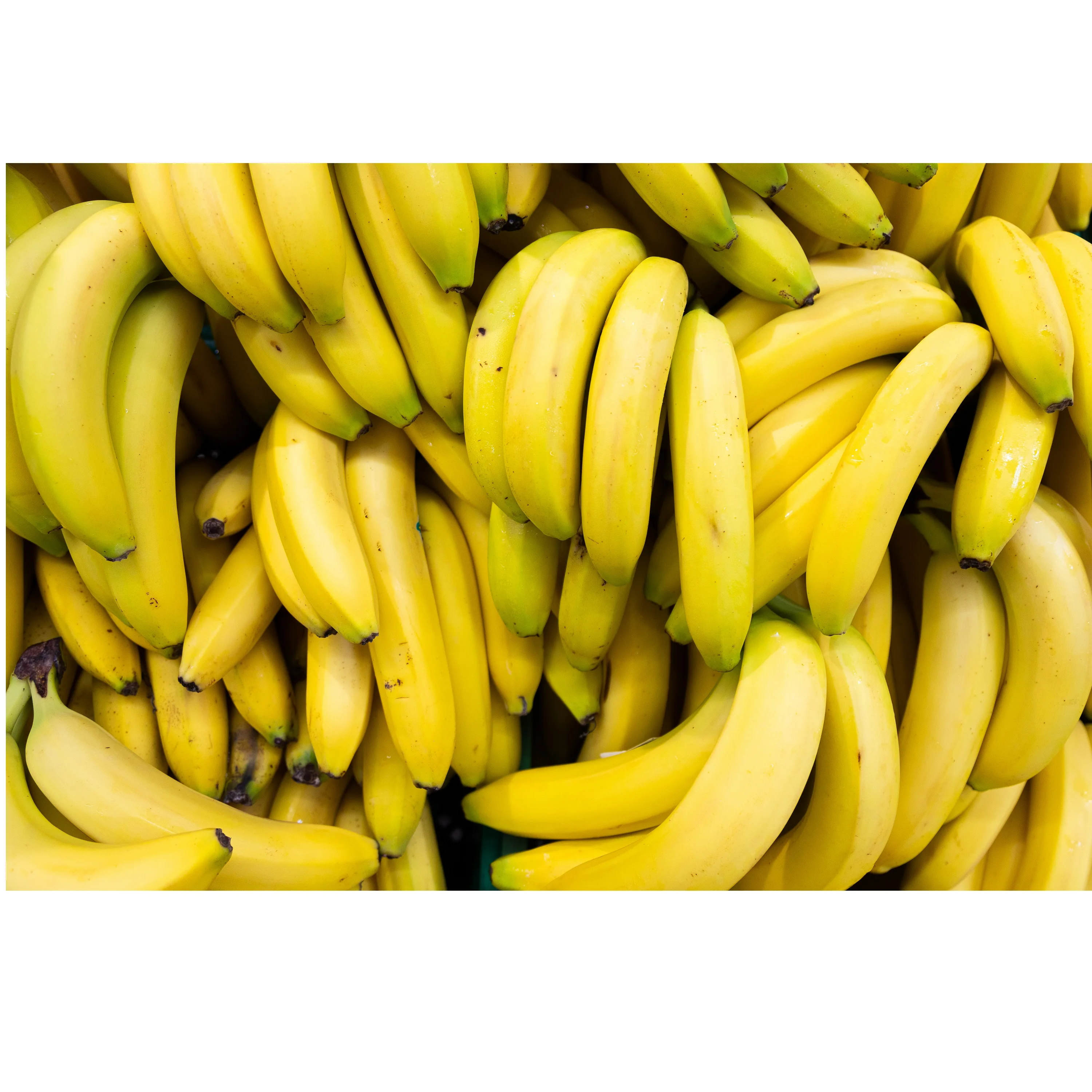 Health Support Clean Fresh Fruit Building Muscles Cavendish Sweet Providing Full Nutrition Organic Green Ripe Banana