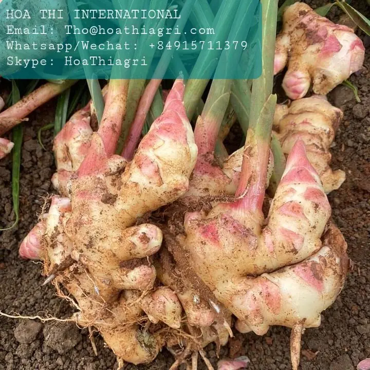 High Quality Yellow Color 80cm up Size Common Cultivation Type 0.5 Kg  Fresh Ginger Origin From Vietnam