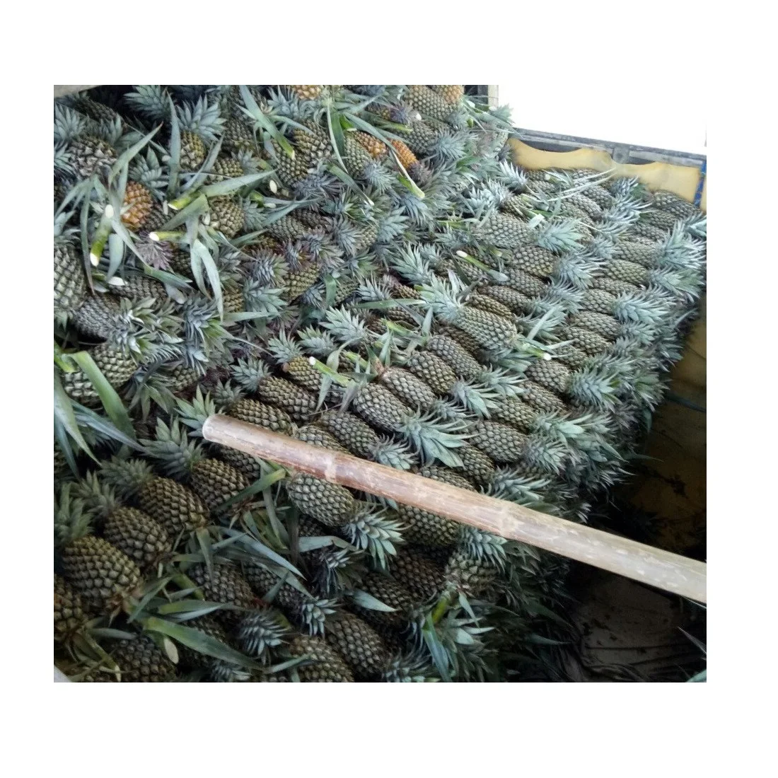 High Quality Wholesale Fresh Mild Sweet Ananas/Pineapples With 1-1.5 kg/pcs From West Of Vietnam