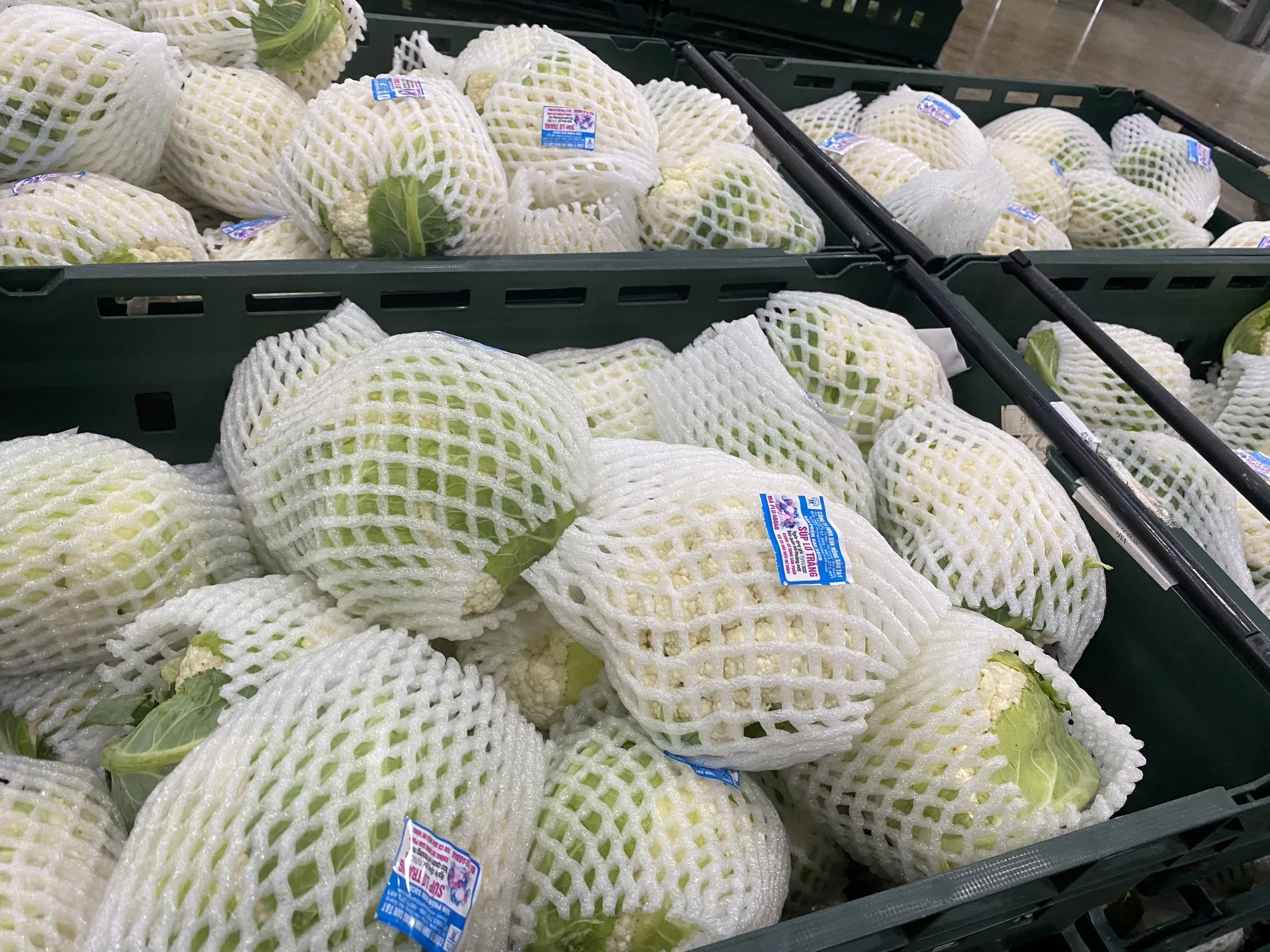 100% Maturity Organic Fresh White Cauliflower 90cm Size Super Big High Quality New Crop From Vietnam