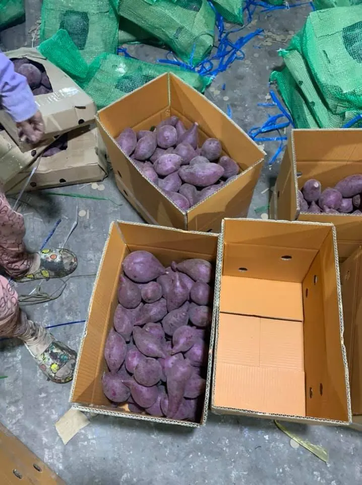 Свежий японский сладкий картофель