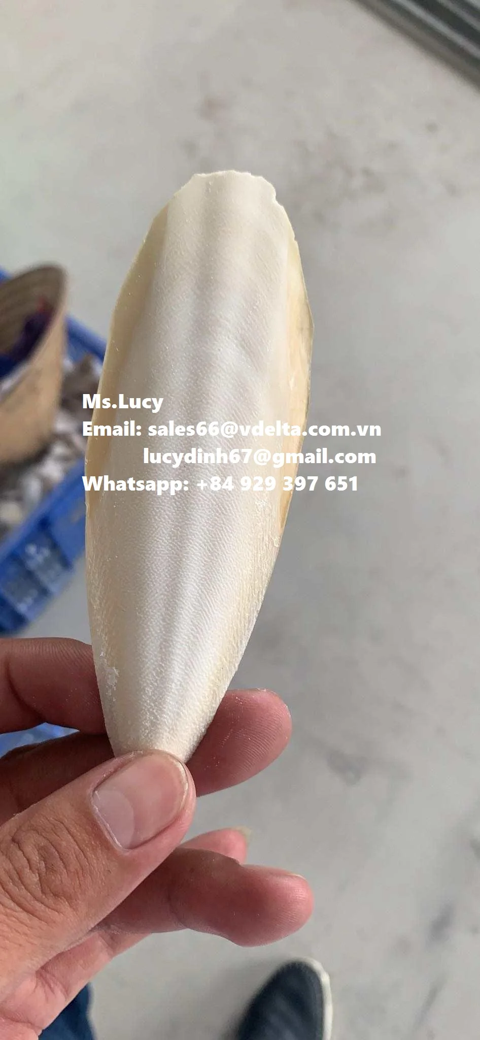 High Quality Dried Cuttlefish Bone  For Pet From Vietnam Ms.Lucy +84 929 397 651