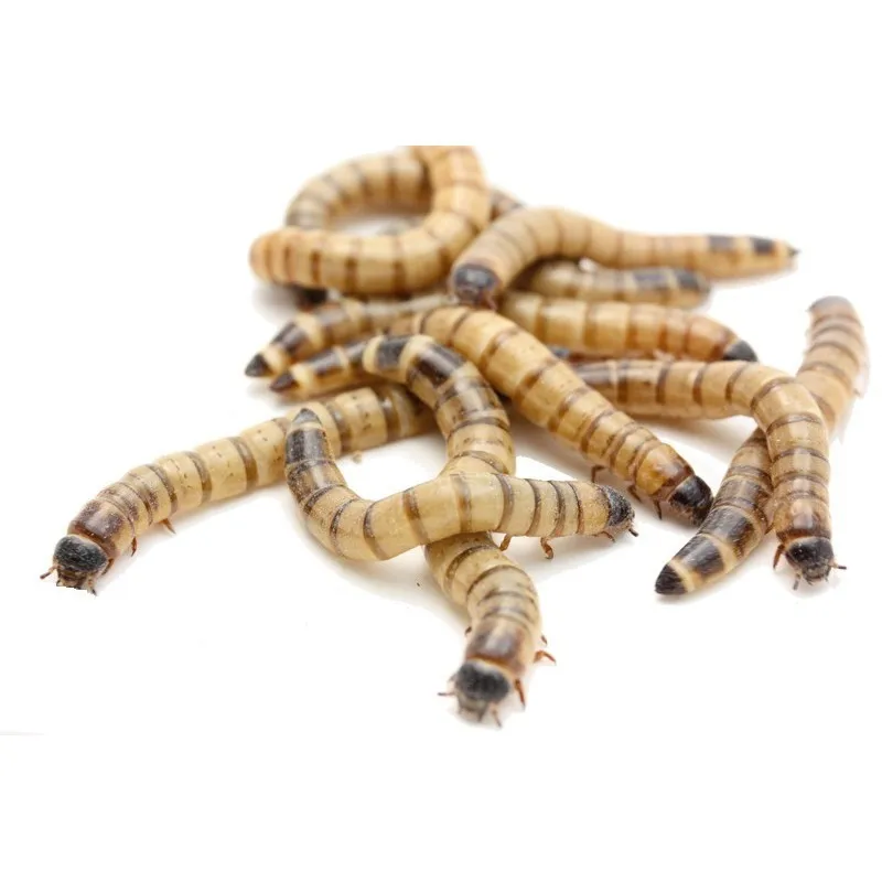 Natural Dried Mealworms for Poultry Feed