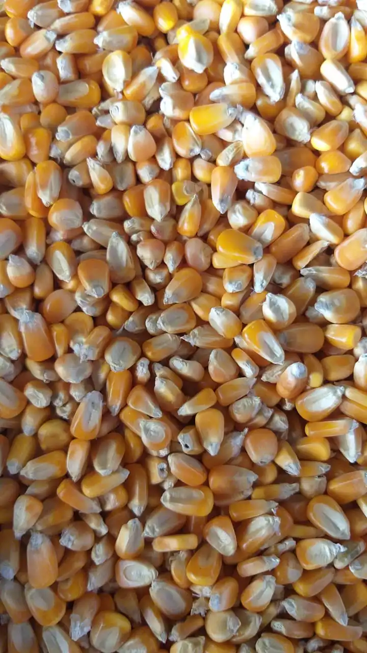 Fresh Quality Dried Yellow Maize for animal feed / Yellow maize for Poultry feed for sale 2021