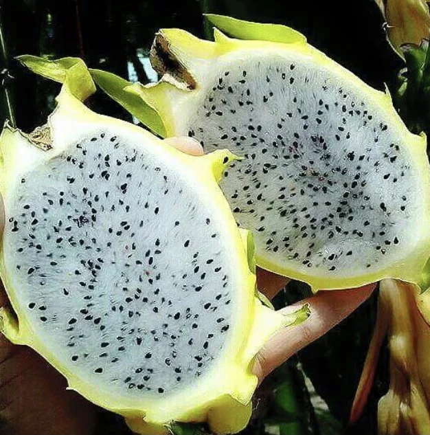 
Fresh Yellow Dragon fruit Israel High Quality Hot Selling Export From Thailand 