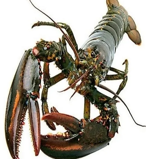 Live Canadian Lobsters, Frozen Lobster Tails For Sale