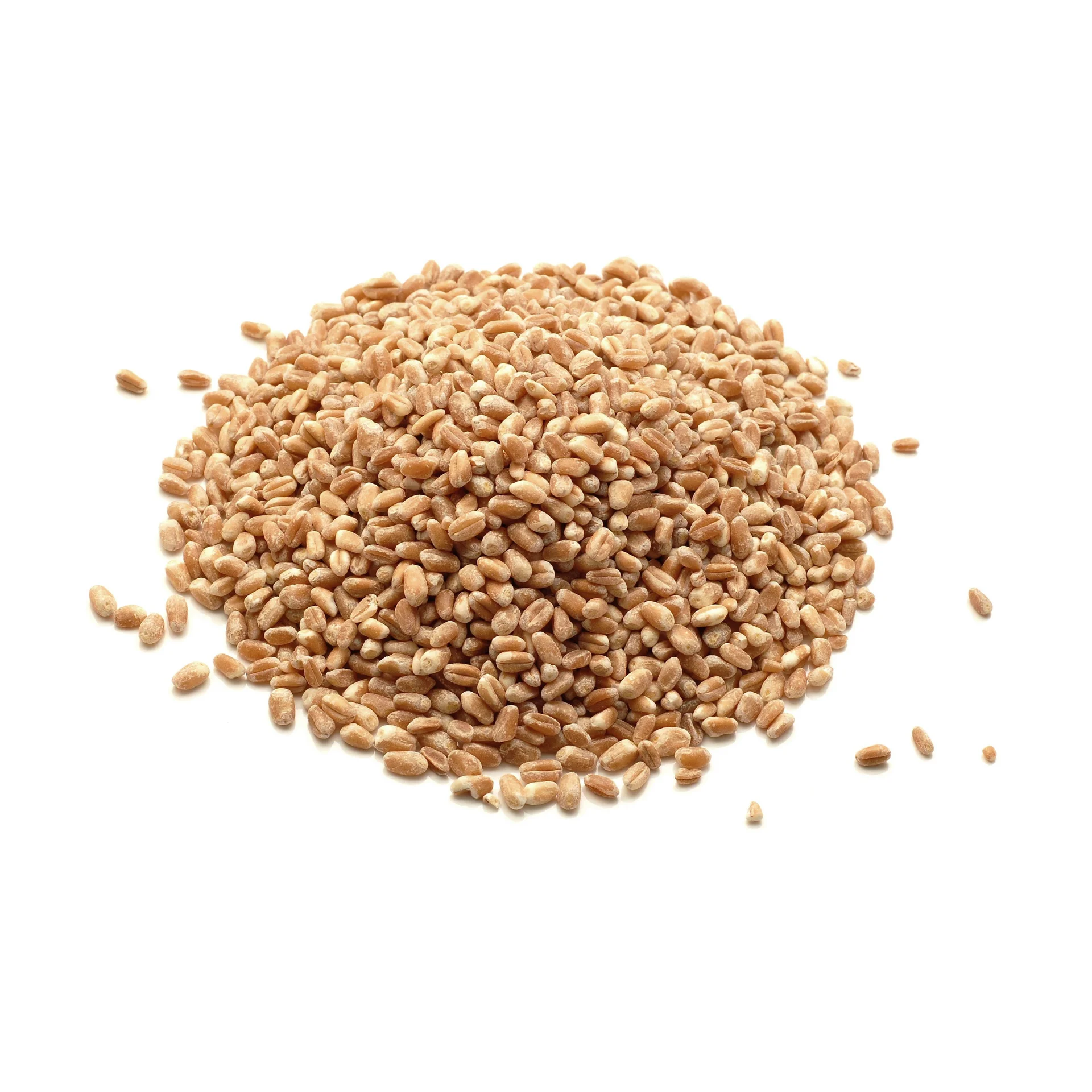 Wheat- VL 804- High quality wheat