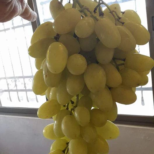 A1 супер виноград от KHAIR FARM- 2022
