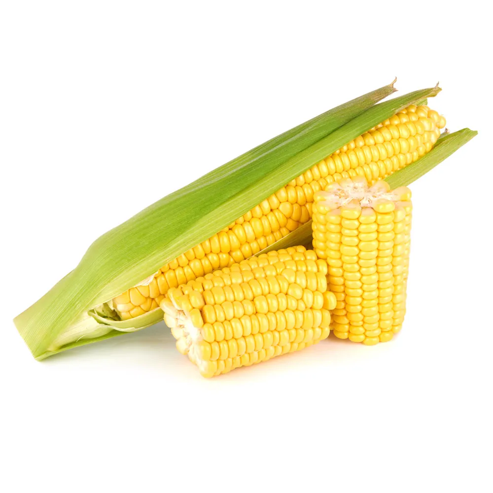 
High quality organic corn grain, agriculture product 