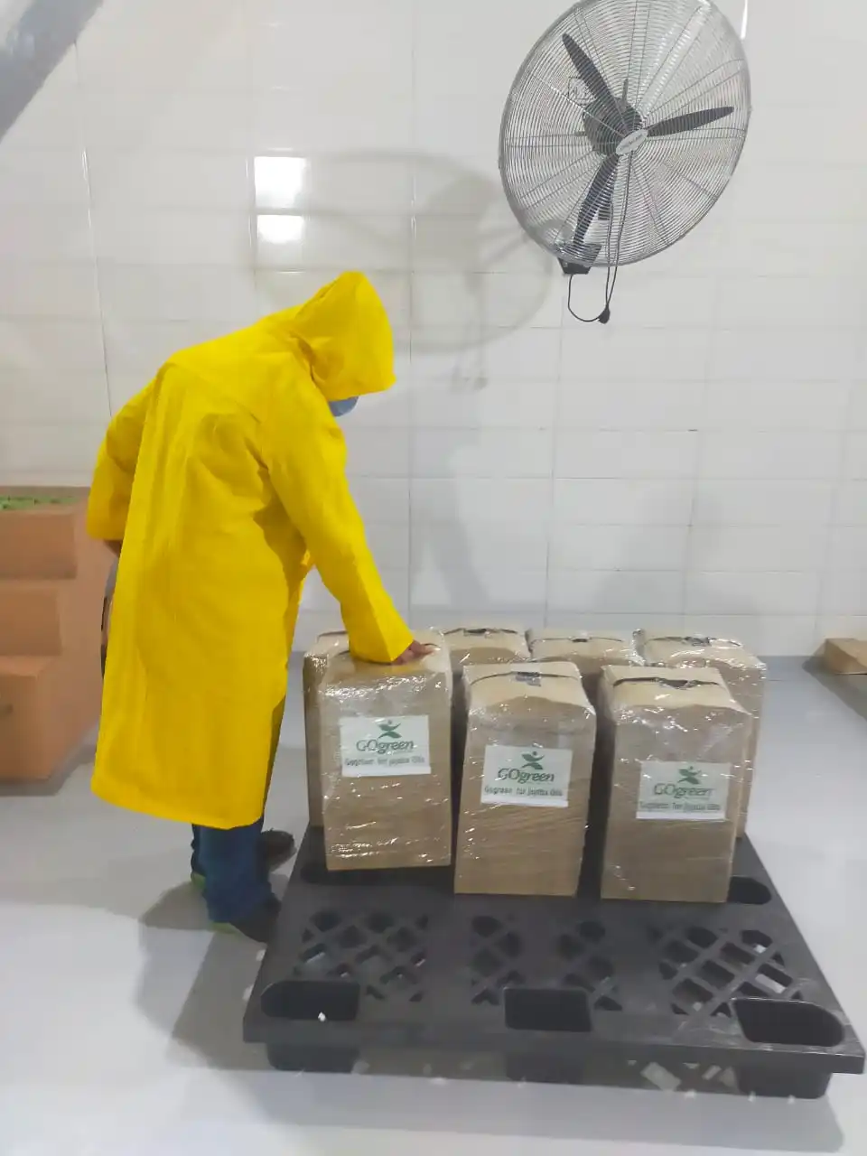 OEM/ODM с MSDS холодное прессование без каких-либо добавок упакованные в jerrican 100% чисто зеленое египетское масло зародышей