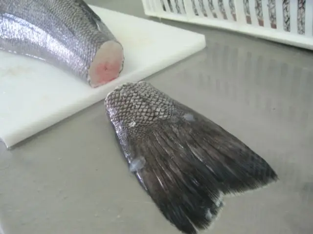  Свежий морской окунь Замороженный