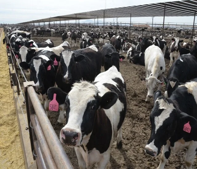 
Live Dairy Cattle and Pregnant Holstein Heifers Cows Available at cheap price 