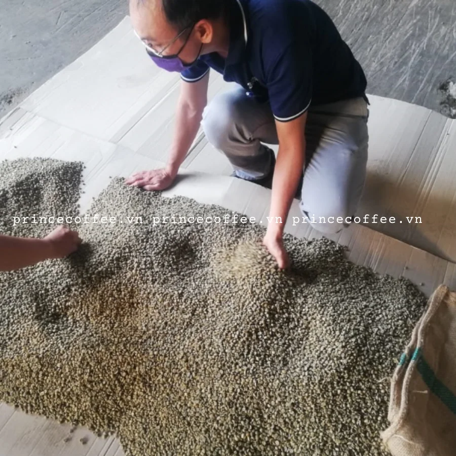  Vietnnam оптовая цена кофейные зерна Arabica высококачественные зеленые необработанные