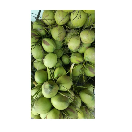 
Healthy Drinking Young and Fresh Coconut Fruit With Weight 900 to 1.200 g From Thailand 