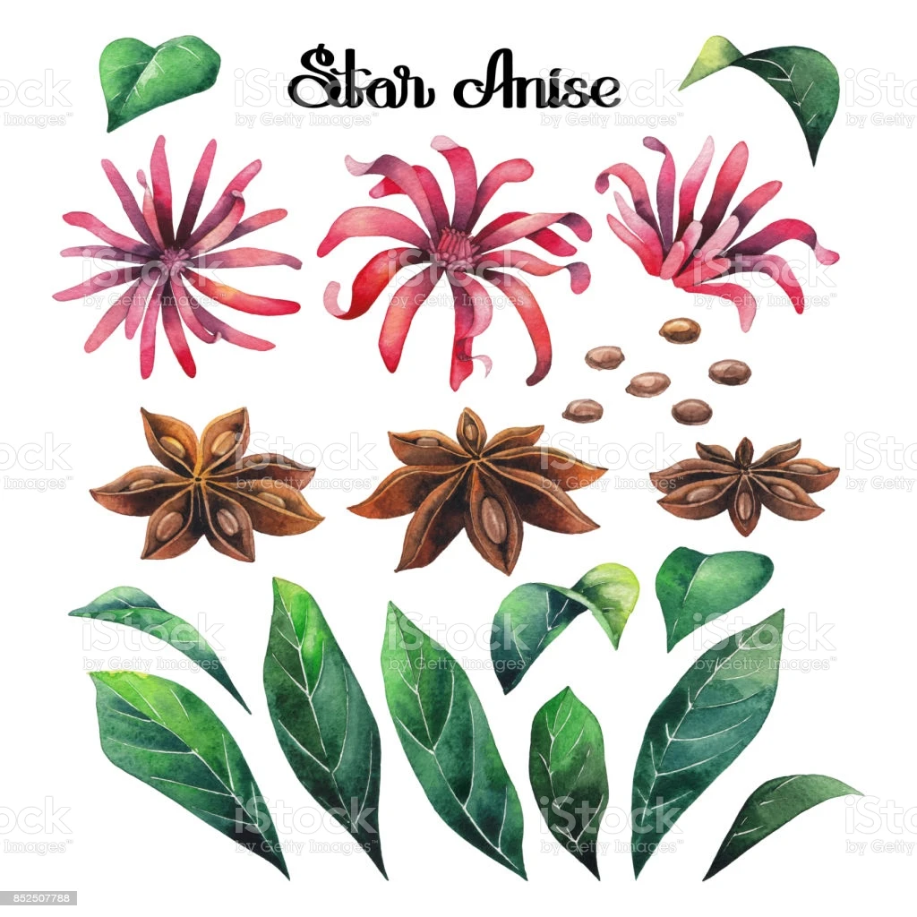  100% органический ручной выбор семена звездного аниса/продажа высококачественного аниса