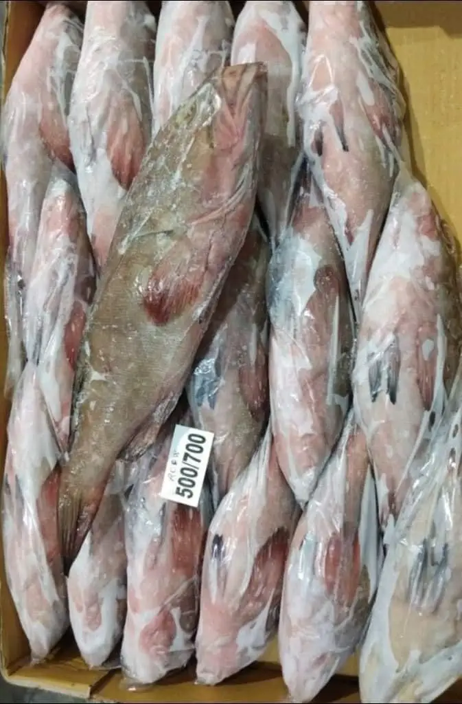 Top quality Reefcod from