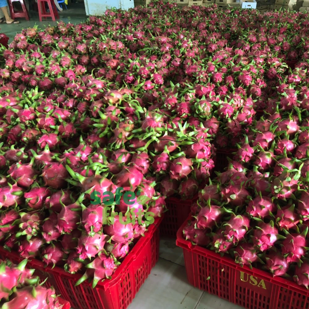 
Red and White Flesh Dragon Fruit made from VietNam Absolutely Fresh and High quality / Careful Packaging 