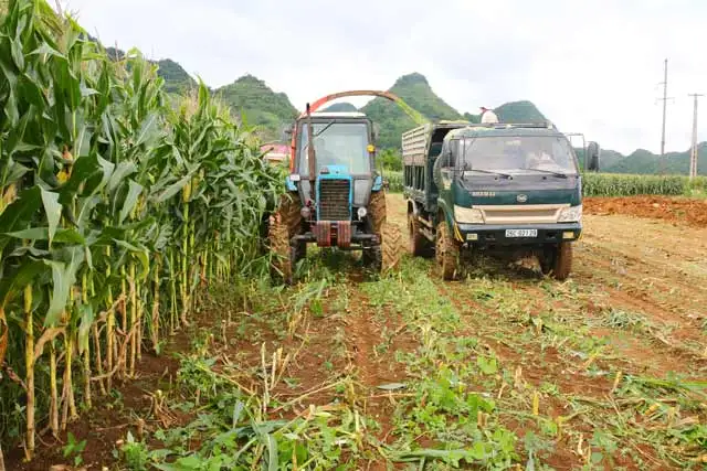 HIGH PROTEIN CORN SILAGE FOR ANIMAL FEED KOTINOCHI BRAND