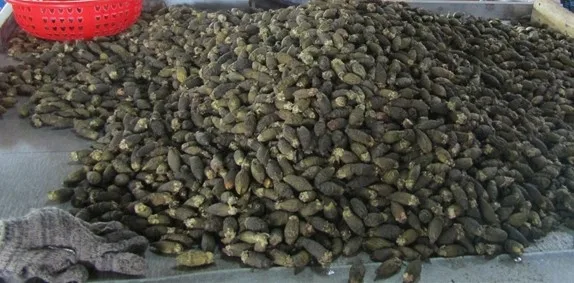 Молодой кипяченый/высушенный betel по низкой цене от компании Gia Нгуен