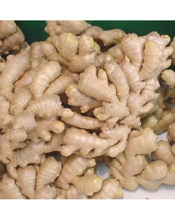 Ginger fresh ginger export high quality new crop in carton for wholesale fresh ginger AGENAS
