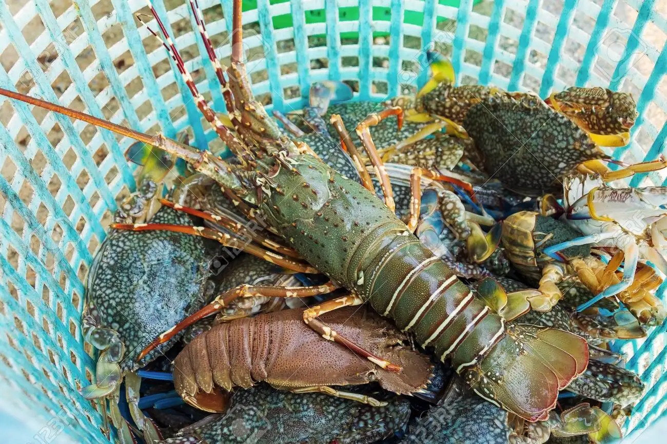 Замороженные морепродукты свежий живой Лобстер
