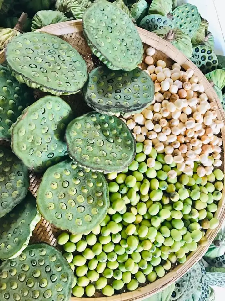 LOTUS SEED - 100% Organic Lotus seeds from Viet Nam Supplier Export Wholesale Agricultural Newest crop Best Quality
