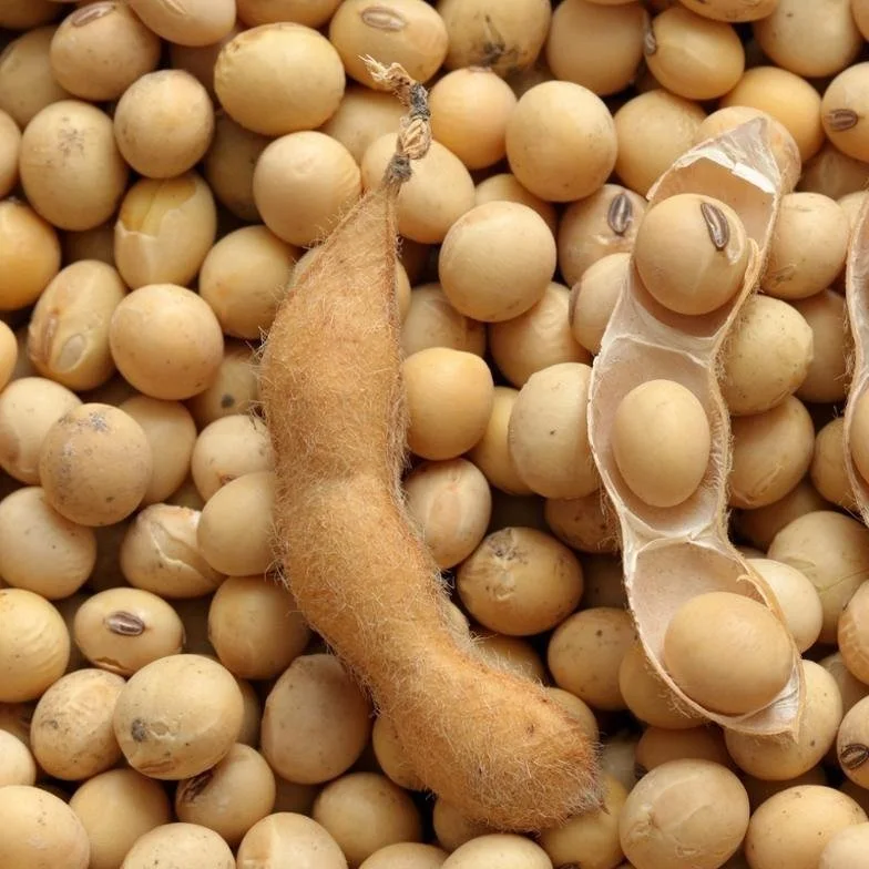
GMO-Free Soy Beans 